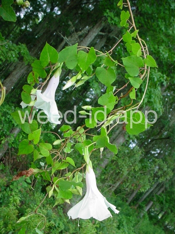 morningglory, bigroot